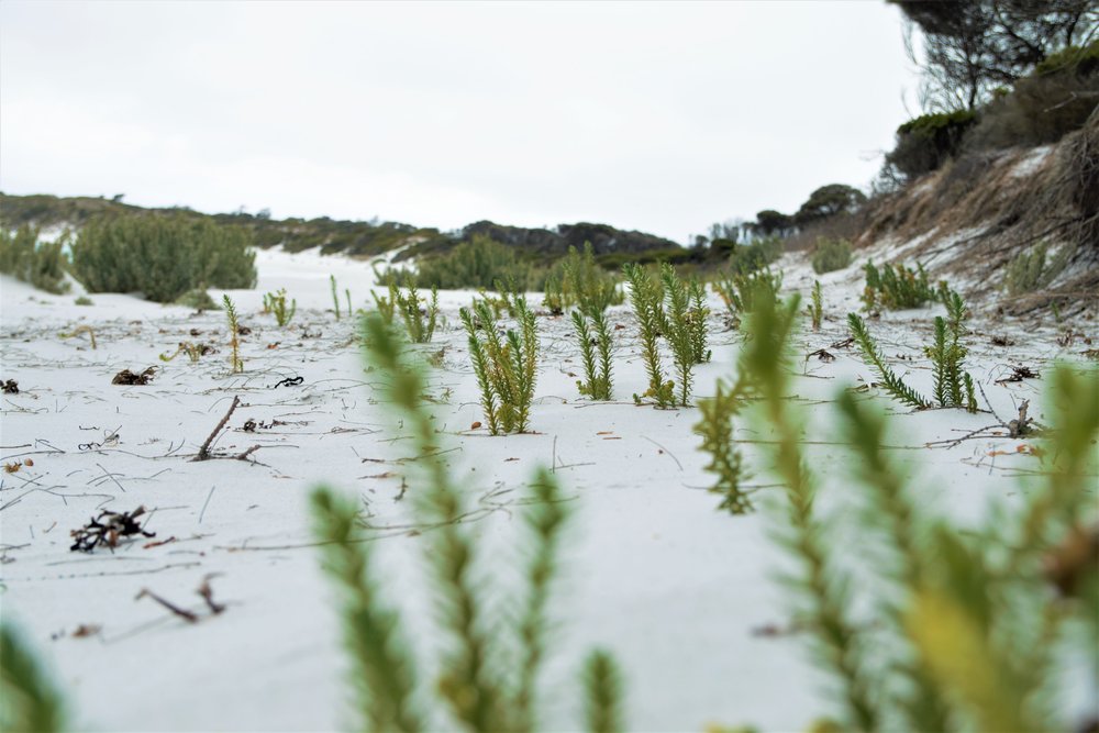 plants growing in sand at the beach Larapurna 0002