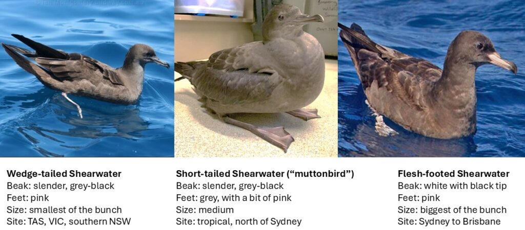 ID guide for three common, all-black Australian shearwaters Shear